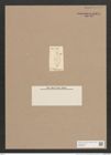 Navicula sp. (de-Toni-Nr.: Genus 1, Species 364) Zeichnungen Sammlung Grunow Nr. 1324 (NHMW-BOT-W0368250)